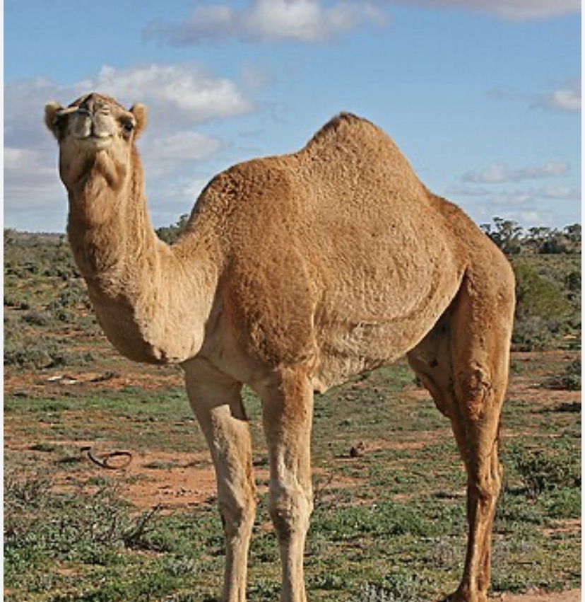 ذبح جمل باسم السيده عبير فيروز سرور اليوحه