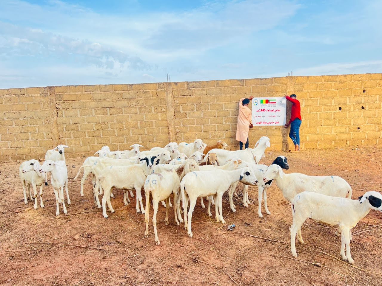 اضاحي عدد 6 لمسجد يوسف محمد يوسف الحداد